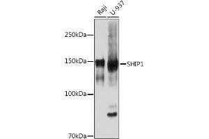 INPP5D anticorps