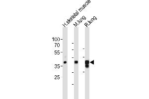 Western blot analysis of lysates from human skeletal muscle, mouse lung, rat lung tissue lysate (from left to right), using LMCD1 Antibody (C-term) (ABIN6243246 and ABIN6577875). (LMCD1 anticorps  (C-Term))