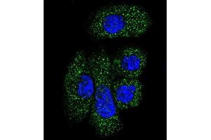 Confocal immunofluorescent analysis of SERPING1 Antibody (Center) (ABIN390620 and ABIN2840928) with NCI- cell followed by Alexa Fluor 488-conjugated goat anti-rabbit lgG (green). (SERPING1 anticorps  (AA 285-314))