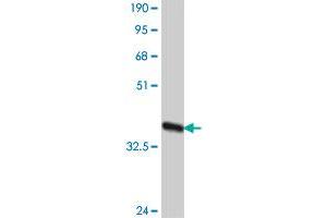 Western Blot detection against Immunogen (37.