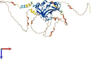AlphaFold protein structure predicition of Human Recombinant TBX6 Protein, UniprotID O95947