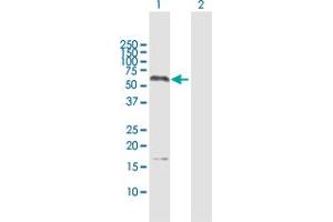 Western Blot analysis of GAPDHS expression in transfected 293T cell line by GAPDHS MaxPab polyclonal antibody.