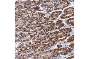Immunohistochemical staining of human stomach with APOOL polyclonal antibody ( Cat # PAB27989 ) shows strong cytoplasmic positivity in glandular cells at 1:500 - 1:1000 dilution.