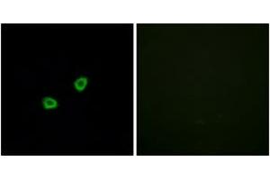 Immunofluorescence analysis of HuvEc cells, using OR1L6 Antibody. (OR1L6 anticorps  (AA 111-160))