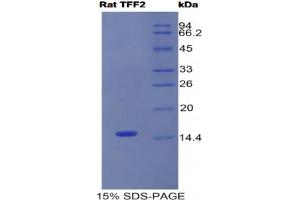 SDS-PAGE analysis of Rat Trefoil Factor 2 Protein. (Trefoil Factor 2 Protein (TFF2))