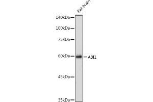 Western blot analysis of extracts of Rat brain cells, using  antibody (ABIN7265359) at 1:1000 dilution. (ABI1 anticorps  (AA 180-230))