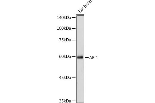 ABI1 anticorps  (AA 180-230)