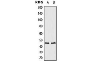Western blot analysis of Mu Opioid Receptor expression in A431 (A), NIH3T3 (B) whole cell lysates. (Mu Opioid Receptor 1 anticorps  (C-Term))