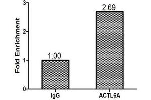 Chromatin Immunoprecipitation MCF-7 (1. (BAF53A anticorps  (AA 1-280))
