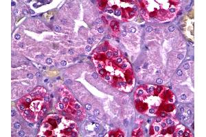 Anti-PHLPP2 antibody IHC of human kidney. (PHLPP2 anticorps  (C-Term))