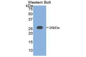 Western Blotting (WB) image for anti-Adenylate Cyclase 6 (ADCY6) (AA 246-435) antibody (ABIN1857912) (ADCY6 anticorps  (AA 246-435))