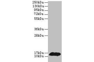 Western blot All lanes: PHPT1 antibody at 2 μg/mL + MCF-7 whole cell lysate Secondary Goat polyclonal to rabbit IgG at 1/10000 dilution Predicted band size: 14 kDa Observed band size: 14 kDa (PHPT1 anticorps  (AA 1-125))