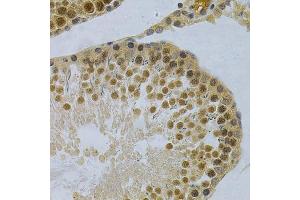 Immunohistochemistry of paraffin-embedded rat testis using ELAVL1 Antibody.