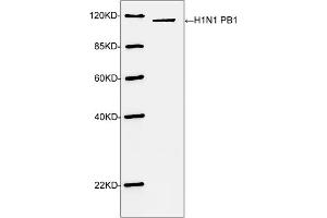Western blot analysis of H1N1 PB1 recombinant protein using H1N1 PB1 antibody (ABIN398951, 1 µg/mL) The signal was developed with IRDyeTM 800 Conjugated Goat Anti-Rabbit IgG. (Influenza A H1N1 PB1 anticorps  (C-Term))