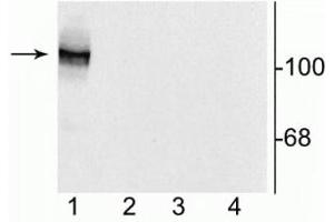 Western blot of 10 µg of HEK 293 cells showing specific immunolabeling of the ~120 kDa NR1 subunit of the NMDA receptor containing the N1 splice variant insert (lane 1). (GRIN1/NMDAR1 anticorps)