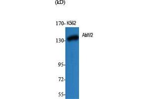 Western Blot (WB) analysis of specific cells using Abl1/2 Polyclonal Antibody. (ABL1/2 anticorps  (Lys5))