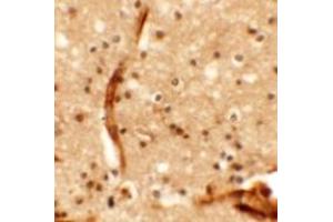 Immunohistochemistry (IHC) image for anti-Potassium Channel Subfamily K Member 13 (KCNK13) (Middle Region) antibody (ABIN1030973) (KCNK13 anticorps  (Middle Region))