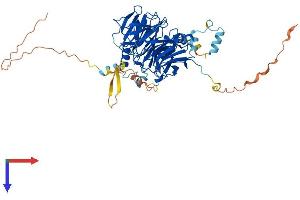 AlphaFold protein structure predicition of Human Recombinant DCAF11 Protein, UniprotID Q8TEB1