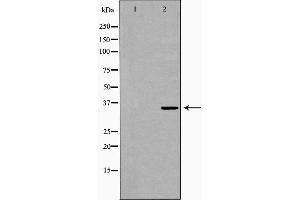 Western blot analysis of Mouse brain lysate, using P2RY6 Antibody. (P2RY6 anticorps  (C-Term))