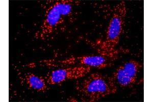 Proximity Ligation Analysis of protein-protein interactions between MMP2 and BACE1.
