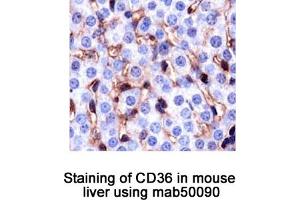 Image no. 1 for anti-CD36 (CD36) antibody (ABIN363244) (CD36 anticorps)