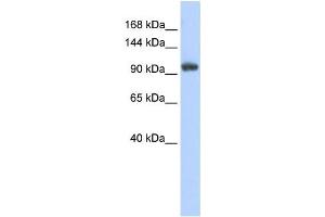 Western Blotting (WB) image for anti-Ring Finger Protein 31 (RNF31) antibody (ABIN2458723) (RNF31 anticorps)