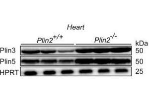 Elevated Plin3 and Plin5 protein expression in Plin2−/− hearts. (PLIN5 anticorps  (C-Term))