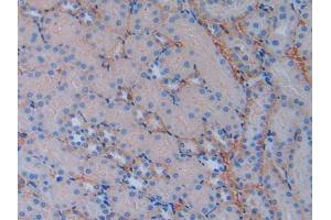 IHC-P analysis of Mouse Kidney Tissue, with DAB staining. (CD147 anticorps  (AA 87-323))