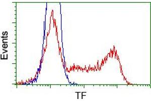 HEK293T cells transfected with either pCMV6-ENTRY TF (RC209184) (Red) or empty vector control plasmid (Blue) were immunostained with anti-TF mouse monoclonal (ABIN2453722), and then analyzed by flow cytometry. (Transferrin anticorps)