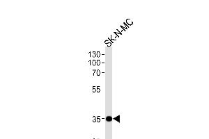 NKX1-1 Antibody (Center) (ABIN655858 and ABIN2845265) western blot analysis in SK-N-MC cell line lysates (35 μg/lane). (NKX1-1 anticorps  (AA 230-258))