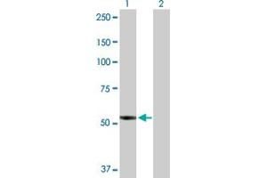 Western Blot analysis of PTGIS expression in transfected 293T cell line by PTGIS MaxPab polyclonal antibody. (PTGIS anticorps  (AA 1-500))