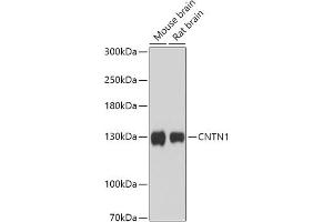 Western blot analysis of extracts of various cell lines, using CNTN1 antibody (ABIN7266492) at 1:1000 dilution. (Contactin 1 anticorps  (AA 250-350))