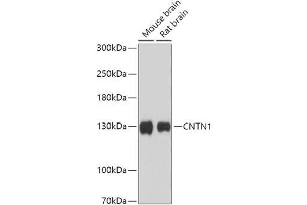 Contactin 1 anticorps  (AA 250-350)