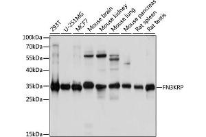Western blot analysis of extracts of various cell lines, using FN3KRP antibody (ABIN7267268) at 1:1000 dilution. (FN3KRP anticorps  (AA 1-309))