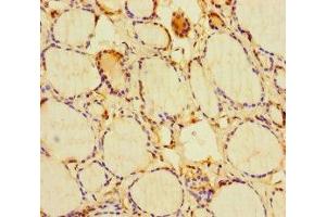 Immunohistochemistry of paraffin-embedded human thyroid tissue using ABIN7154596 at dilution of 1:100