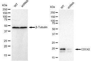 Western blotting analysis using CDC42 antibody (ABIN7798014). (Recombinant CDC42 anticorps)