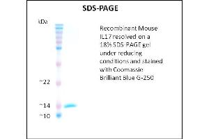 SDS-PAGE (SDS) image for Interleukin 17 (IL17) (Active) protein (ABIN5509454) (IL-17 Protéine)