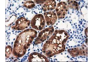 Image no. 5 for anti-Aminoacylase 3 (ACY3) antibody (ABIN1496463) (Aminoacylase 3 anticorps)