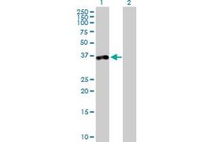 Western Blot analysis of TTC1 expression in transfected 293T cell line by TTC1 MaxPab polyclonal antibody.