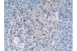 IHC-P analysis of Human Pancreas Tissue, with DAB staining. (MSTN anticorps  (AA 266-375))