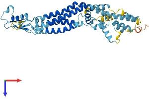 AlphaFold protein structure predicition of Human Recombinant PANX3 Protein, UniprotID Q96QZ0