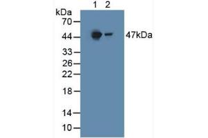 Figure. (HGD anticorps  (AA 190-429))