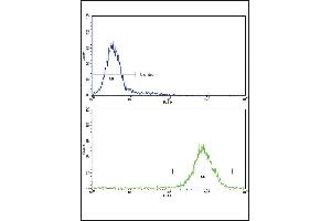 Flow cytometric analysis of K562 cells using MDH2 Antibody (Center)(bottom histogram) compared to a negative control cell (top histogram)FITC-conjugated goat-anti-rabbit secondary antibodies were used for the analysis.