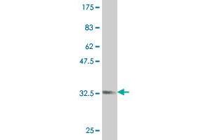 Western Blot detection against Immunogen (34.