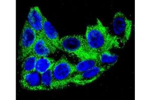 Confocal immunofluorescent analysis of ACADM antibody with HepG2 cells followed by Alexa Fluor 488-conjugated goat anti-rabbit lgG (green). (Medium-Chain Specific Acyl-CoA Dehydrogenase, Mitochondrial (MCAD) (AA 189-217) anticorps)