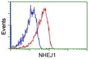 Image no. 2 for anti-Nonhomologous End-Joining Factor 1 (NHEJ1) antibody (ABIN1499730) (NHEJ1 anticorps)