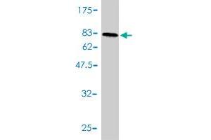 Western Blot detection against Immunogen (75.