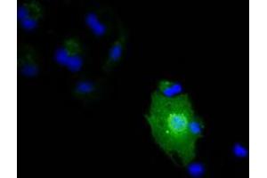 Anti-IL1F6 mouse monoclonal antibody (ABIN2453185) immunofluorescent staining of COS7 cells transiently transfected by pCMV6-ENTRY IL1F6 (RC219328). (IL36A/IL1F6 anticorps)