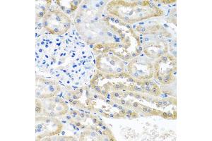 Immunohistochemistry of paraffin-embedded rat kidney using OGFR antibody (ABIN5974255) at dilution of 1/100 (40x lens). (OGFR anticorps)