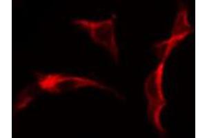 ABIN6274628 staining Hela cells by IF/ICC.